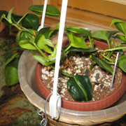 IMG 6484