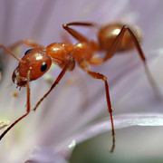 ant-but-red