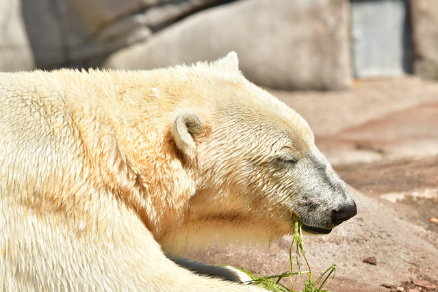 A polar bear with its head lowered toward vegetation at Copenhagen Zoo.