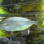 Aquarium