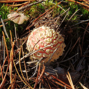 PA140549
