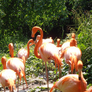Flamands Roses3