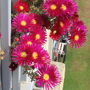 IMG-8091