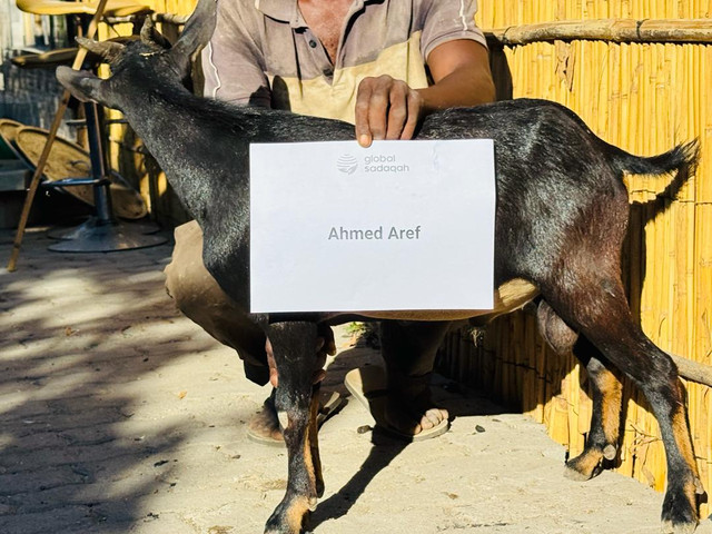 Ahmed Aref.jpg