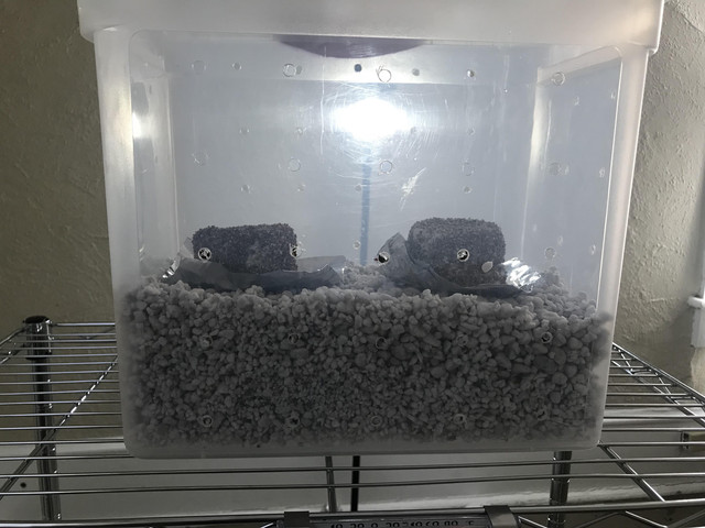 Small Fruiting Chamber