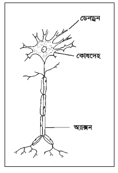নিউরন