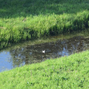 DSC 0170