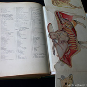 IMG-5394