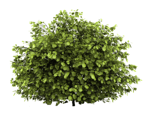 transparent-3-1-1.png