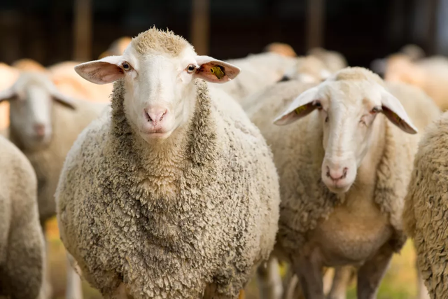 sheep
