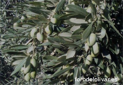 Variety of Pajarero olive tree, fat olive, photo of the Pajarero olive tree