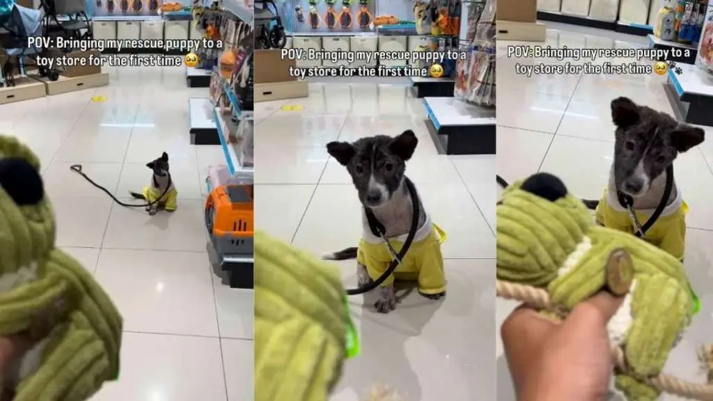 Rescue Puppy's First Squeaky Toy Moment