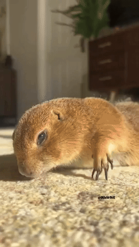 [Image: giphy.gif]
