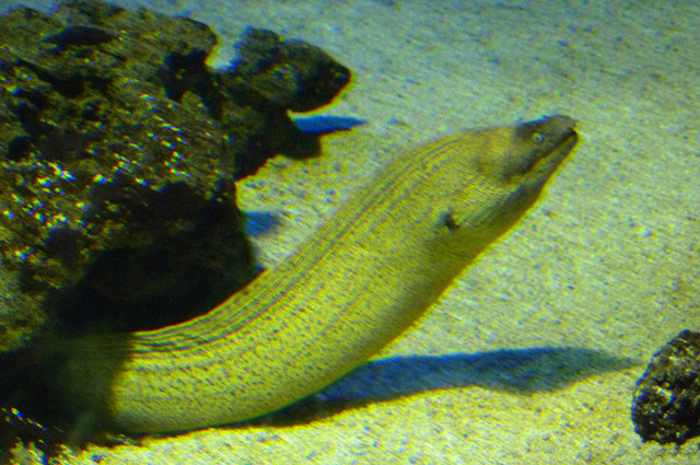 Aquarium.jpg