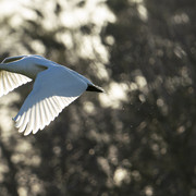 Schwan
