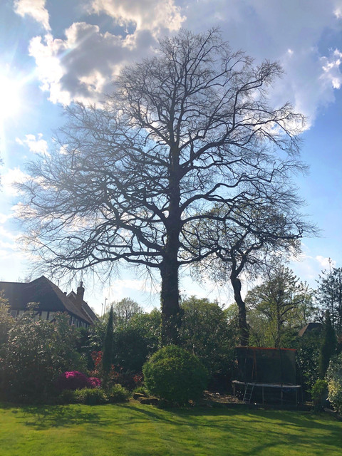 Tree1
