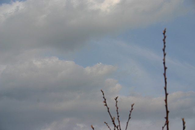 IMG-0418