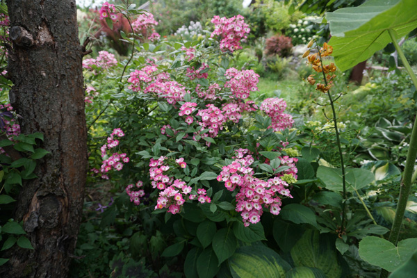 600-DSC05506.jpg