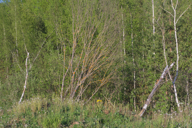 DSC3510.jpg
