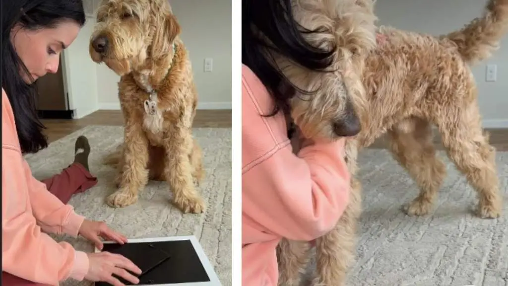 Dog Senses Mom's Pain and Comforts Her