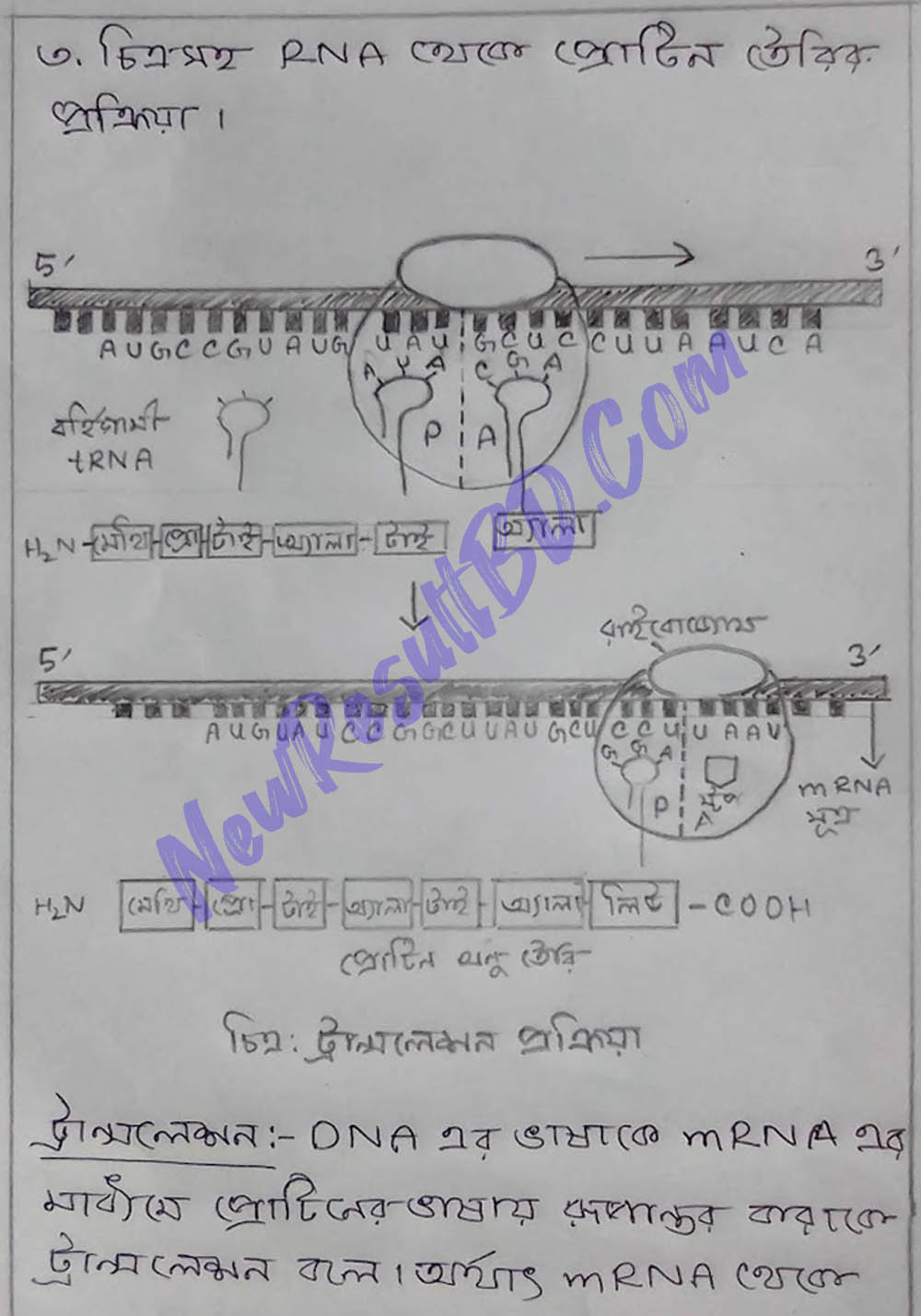 HSC Biology 5th Week Assignment 2022 Answer