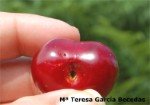 Chopped cherry fly Cherry fly