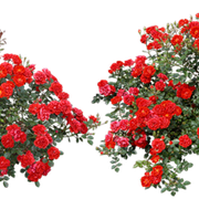 0-3aa7b-9890f943-L