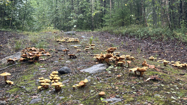 IMG 5224.jpg