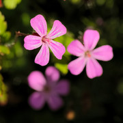 IMGP1433