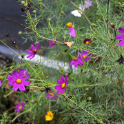DSC7040