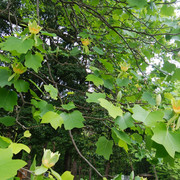 DSC-0005