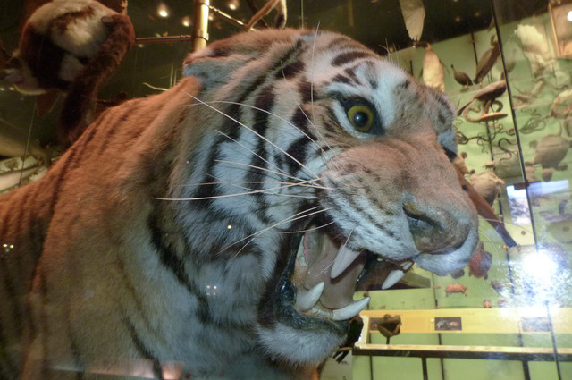 Tiger.jpg