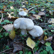 DSC00230