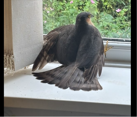 bird.png