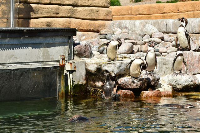 Penguins gathered at the edge of the pool