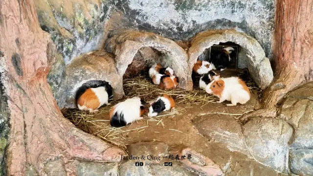 Zoo Negara2.webp