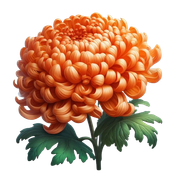 Chryzantéma 44
