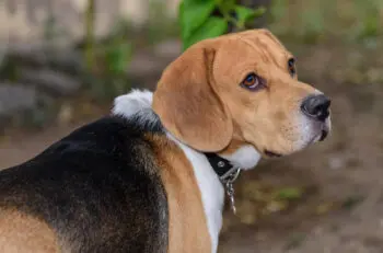 Senior Beagle Health: Top Supplements for Aging Dogs