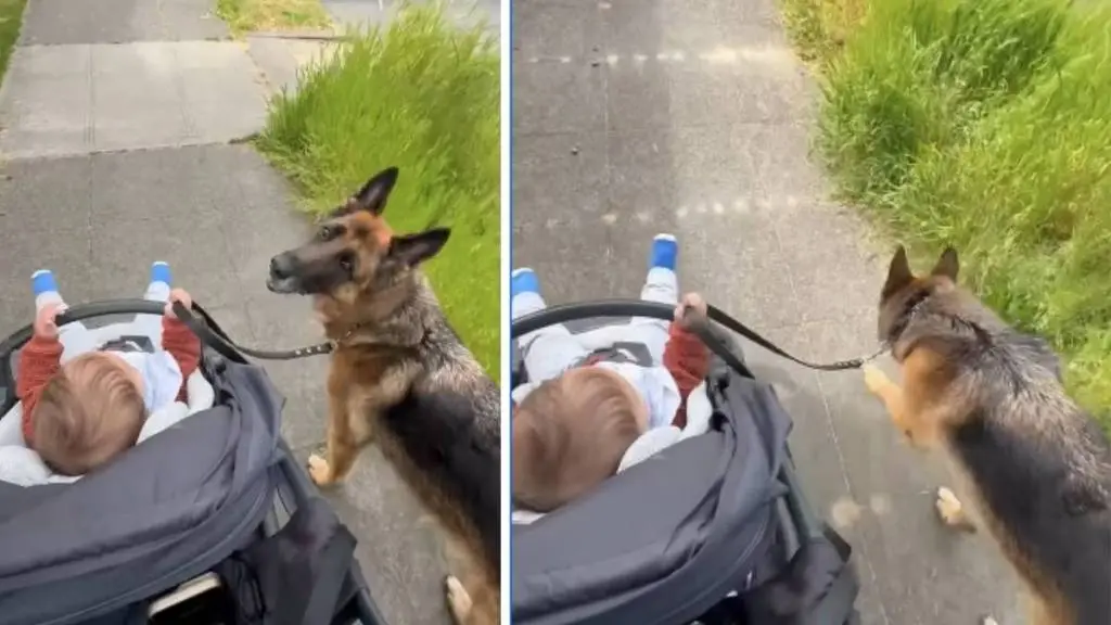 Loyal Canine Companion Paces with Toddler