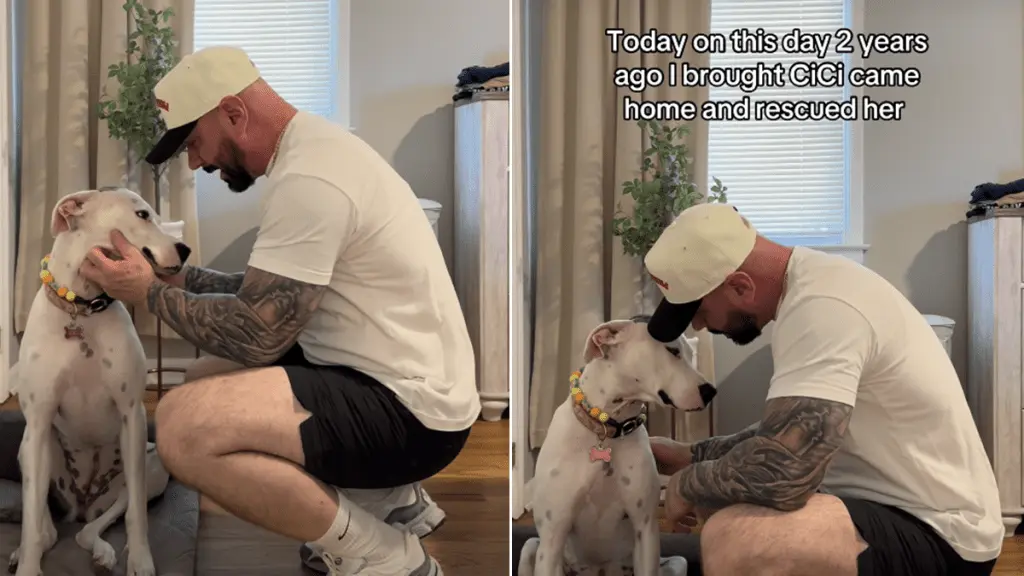 Heartfelt Message for Rescue Dog on Adoption Anniversary
