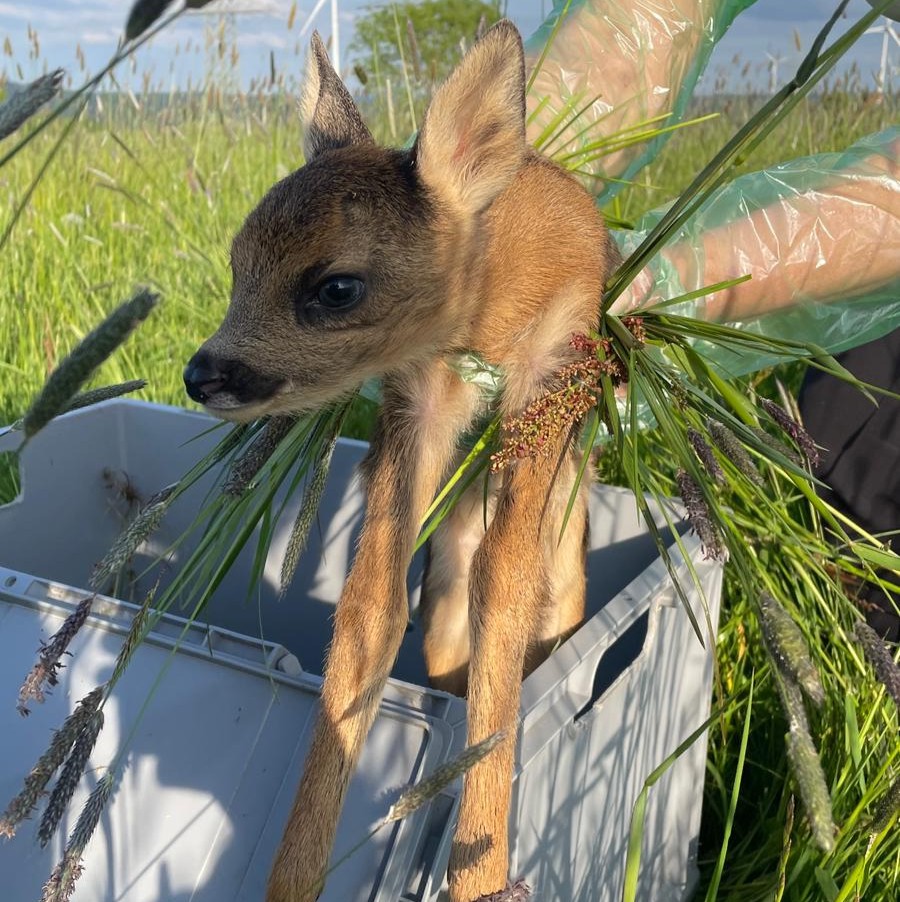 Rehkitz im Gras