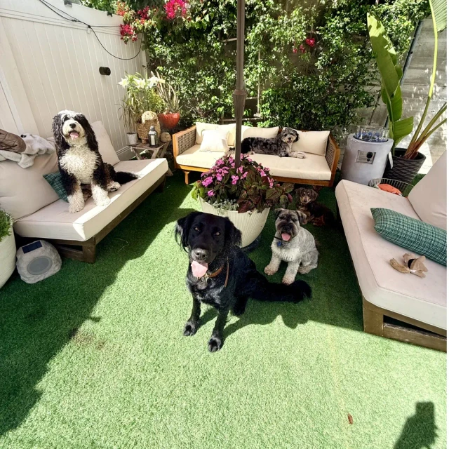 Dogs at Duke's Doggy Daycare