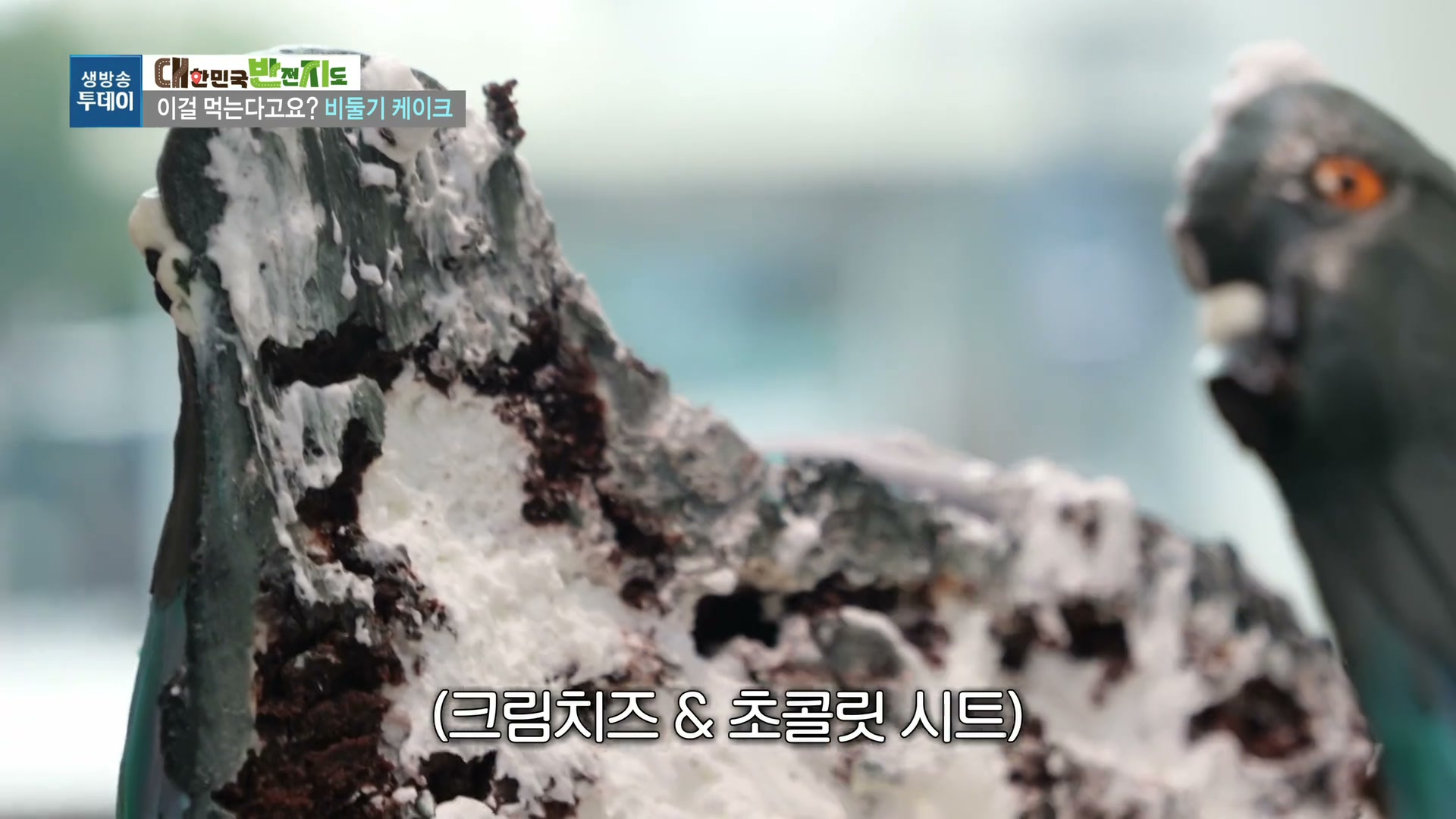 모닝와이드 숨은반전찾기 비둘기케이크 추가 캡처 2
