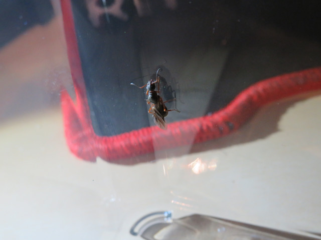 IMG-1475