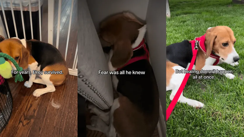 From Survival to Safety: A Rescue Dog's Journey
