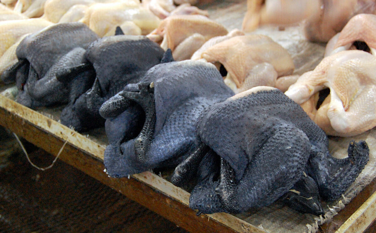 Ayam cemani