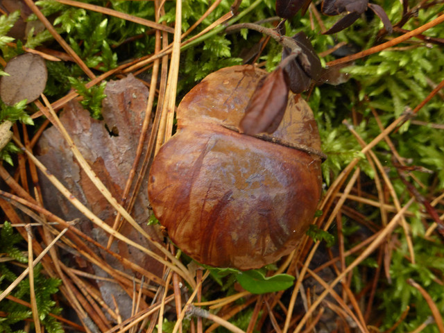 P1130682