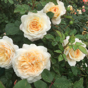Crocus Rose