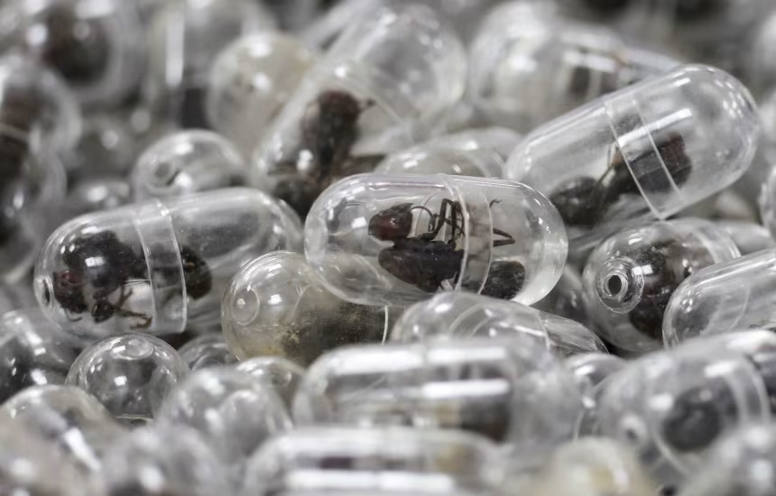 Illustration - 2 200 fourmis dans une valise, une fuite avec un faux passeport, 1 an de prison : l'histoire la plus folle de 2026 vient du Kenya