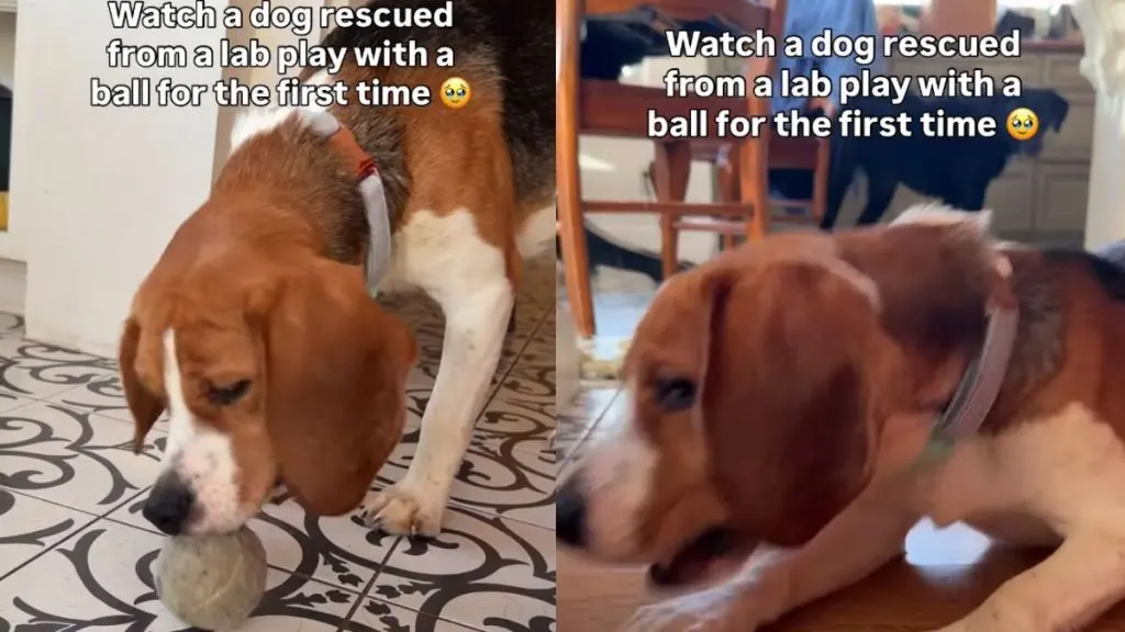 Rescue Dog Discovers Joy of Playing with Ball